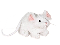 Webkinz Lil Kinz White Mouse New with Unused Code Original Webkinz